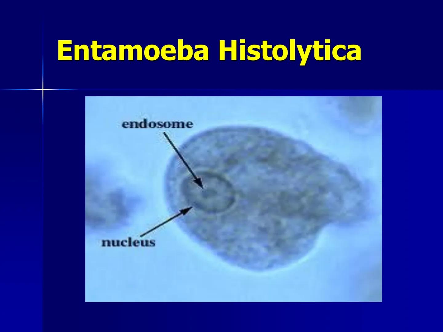 # Protozoarios
100 μm # Protozoarios
■ Son unicelulares pertenecientes al Reino Protista,
subreino Protozoa.
* Eucariotas, microscopico