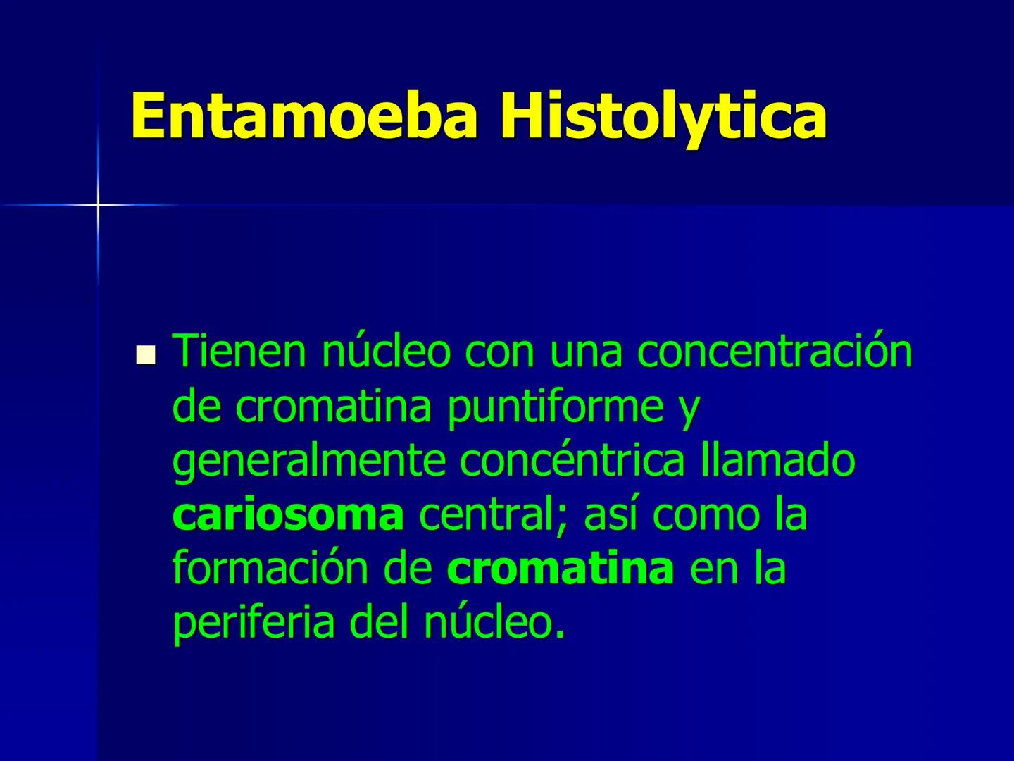 # Protozoarios
100 μm # Protozoarios
■ Son unicelulares pertenecientes al Reino Protista,
subreino Protozoa.
* Eucariotas, microscopico