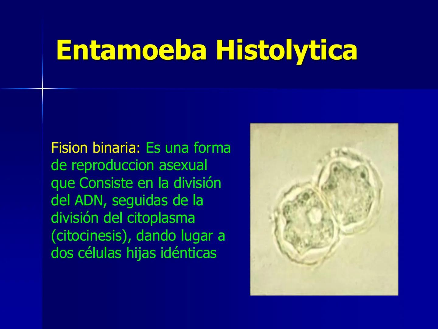 # Protozoarios
100 μm # Protozoarios
■ Son unicelulares pertenecientes al Reino Protista,
subreino Protozoa.
* Eucariotas, microscopico