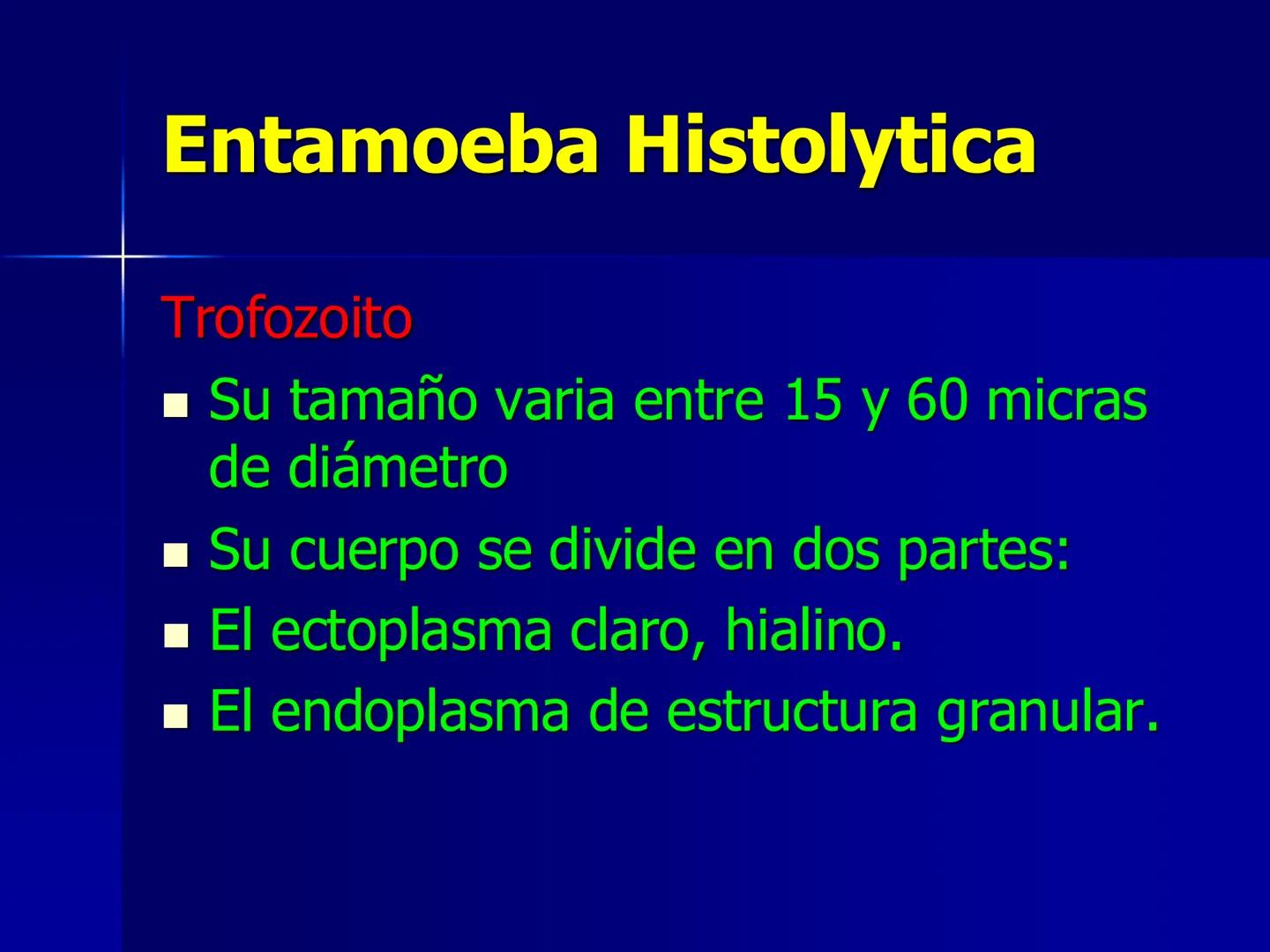 # Protozoarios
100 μm # Protozoarios
■ Son unicelulares pertenecientes al Reino Protista,
subreino Protozoa.
* Eucariotas, microscopico