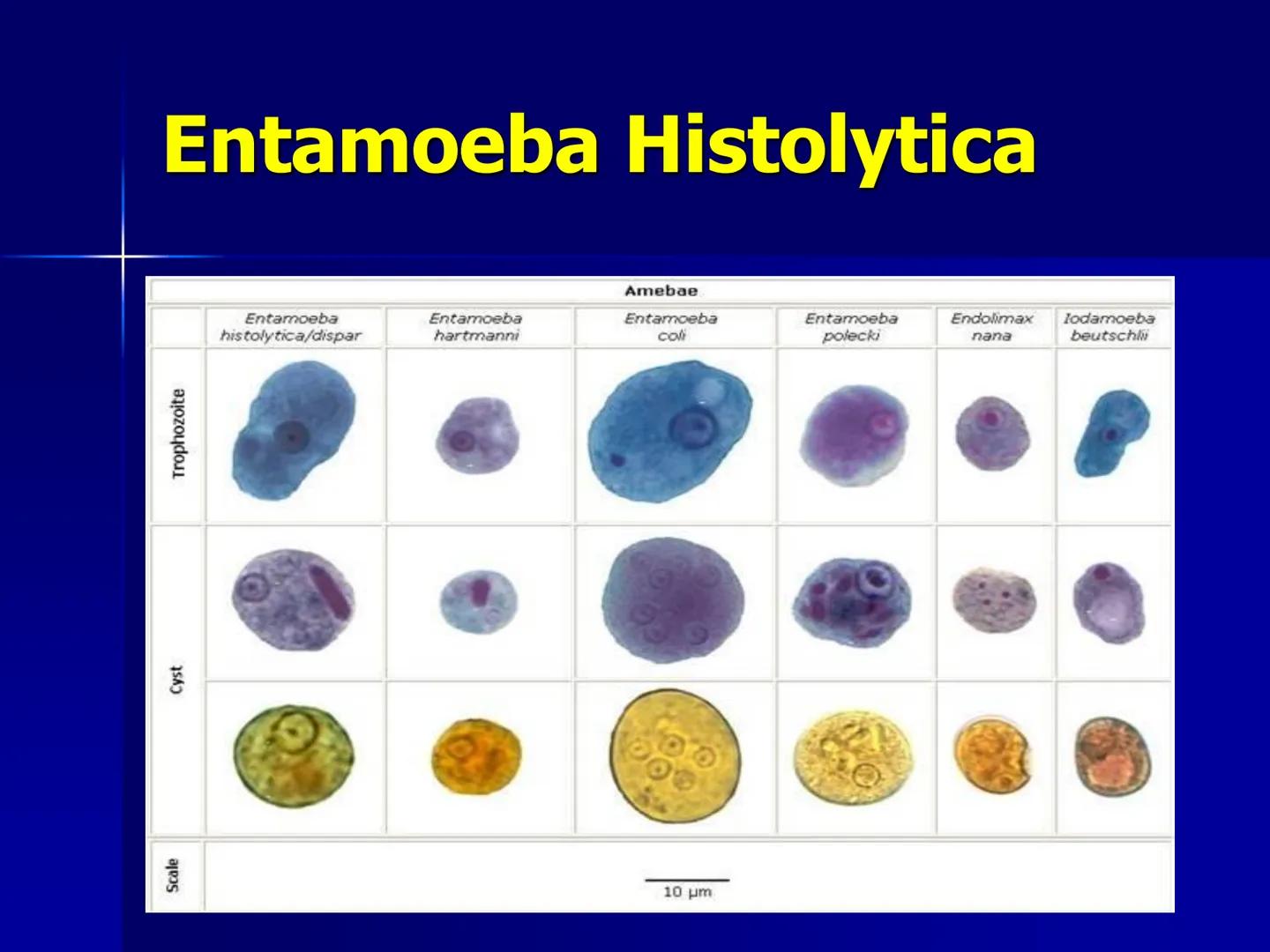 # Protozoarios
100 μm # Protozoarios
■ Son unicelulares pertenecientes al Reino Protista,
subreino Protozoa.
* Eucariotas, microscopico