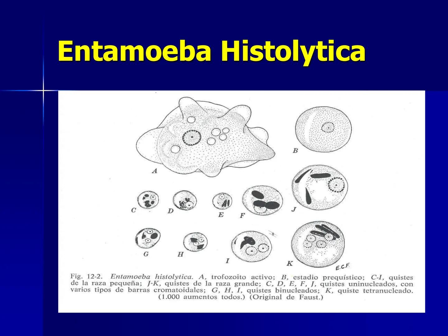 # Protozoarios
100 μm # Protozoarios
■ Son unicelulares pertenecientes al Reino Protista,
subreino Protozoa.
* Eucariotas, microscopico