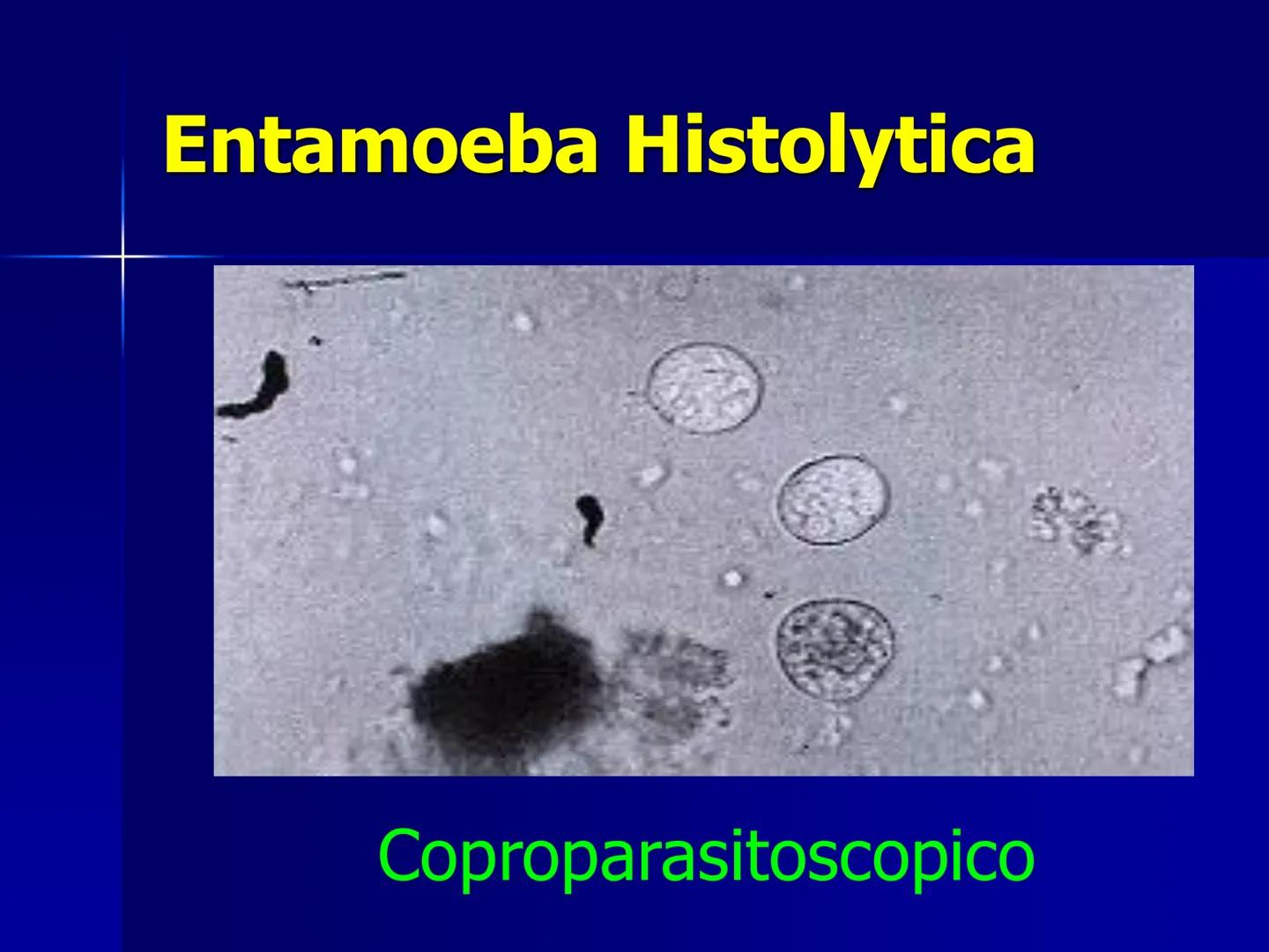 # Protozoarios
100 μm # Protozoarios
■ Son unicelulares pertenecientes al Reino Protista,
subreino Protozoa.
* Eucariotas, microscopico