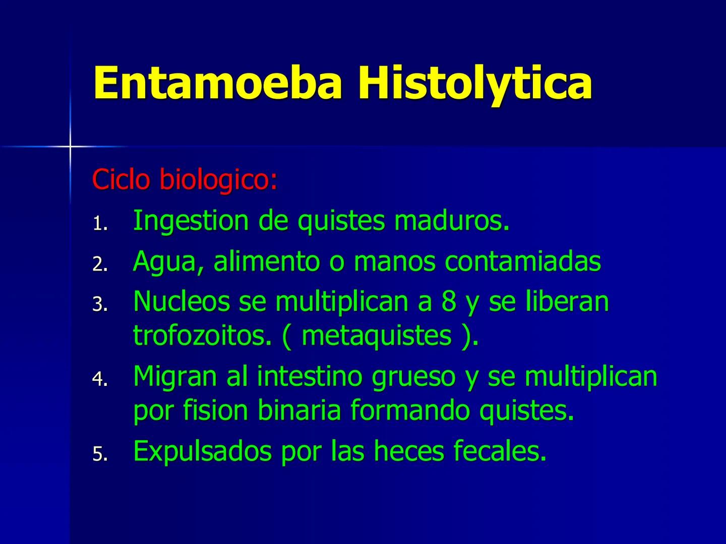 # Protozoarios
100 μm # Protozoarios
■ Son unicelulares pertenecientes al Reino Protista,
subreino Protozoa.
* Eucariotas, microscopico