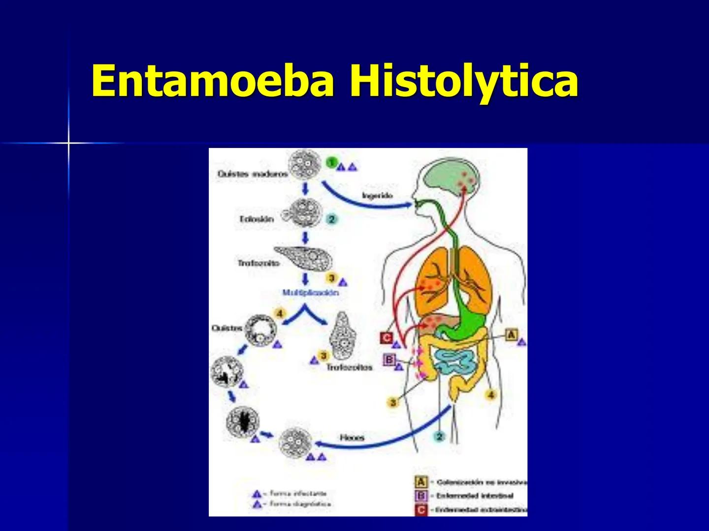 # Protozoarios
100 μm # Protozoarios
■ Son unicelulares pertenecientes al Reino Protista,
subreino Protozoa.
* Eucariotas, microscopico