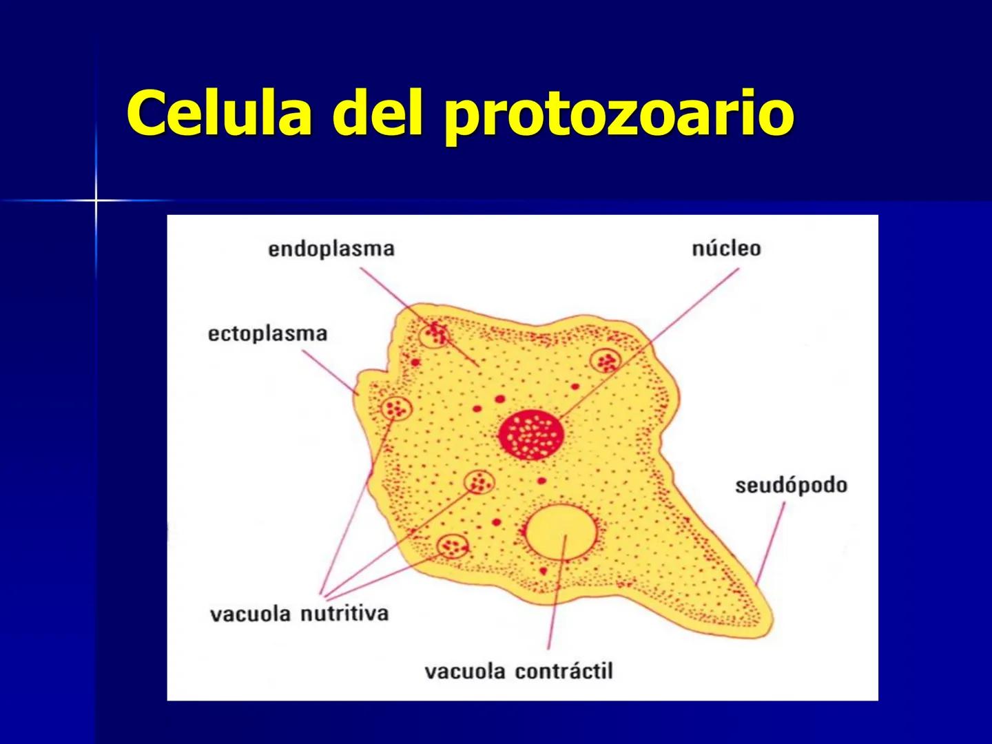 # Protozoarios
100 μm # Protozoarios
■ Son unicelulares pertenecientes al Reino Protista,
subreino Protozoa.
* Eucariotas, microscopico