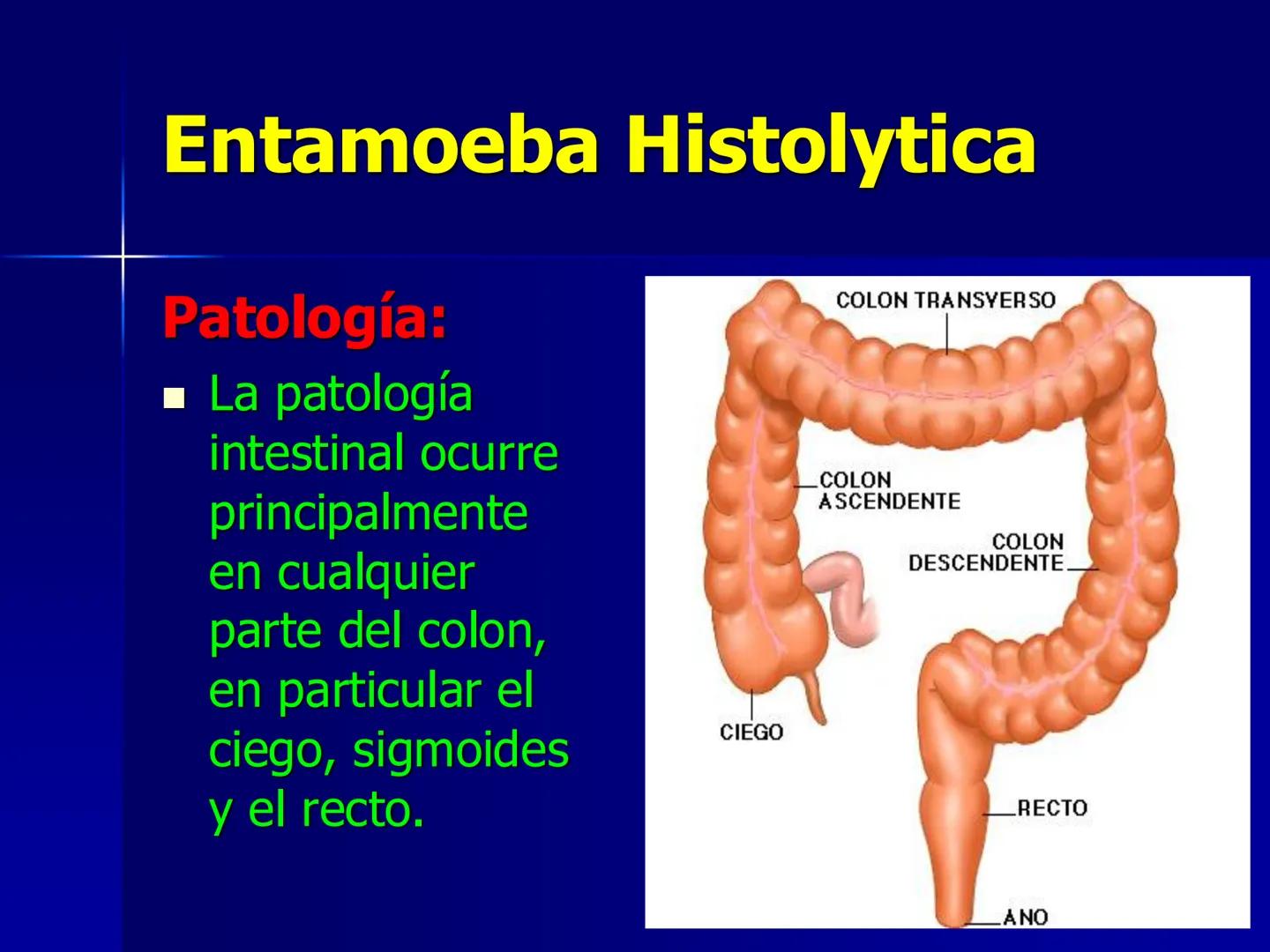 # Protozoarios
100 μm # Protozoarios
■ Son unicelulares pertenecientes al Reino Protista,
subreino Protozoa.
* Eucariotas, microscopico