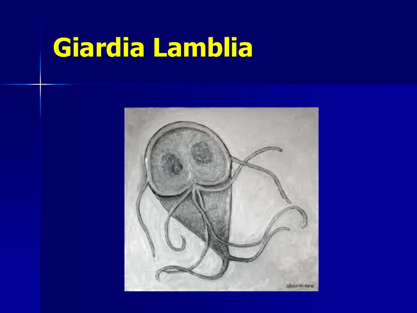 # Protozoarios
100 μm # Protozoarios
■ Son unicelulares pertenecientes al Reino Protista,
subreino Protozoa.
* Eucariotas, microscopico