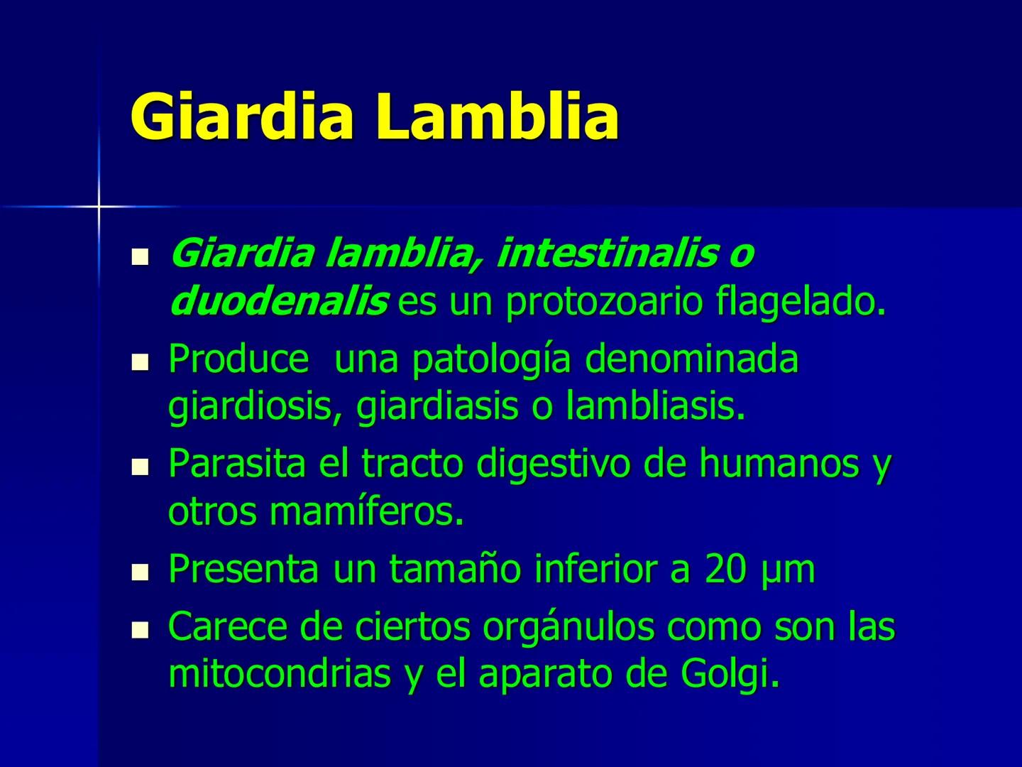 # Protozoarios
100 μm # Protozoarios
■ Son unicelulares pertenecientes al Reino Protista,
subreino Protozoa.
* Eucariotas, microscopico