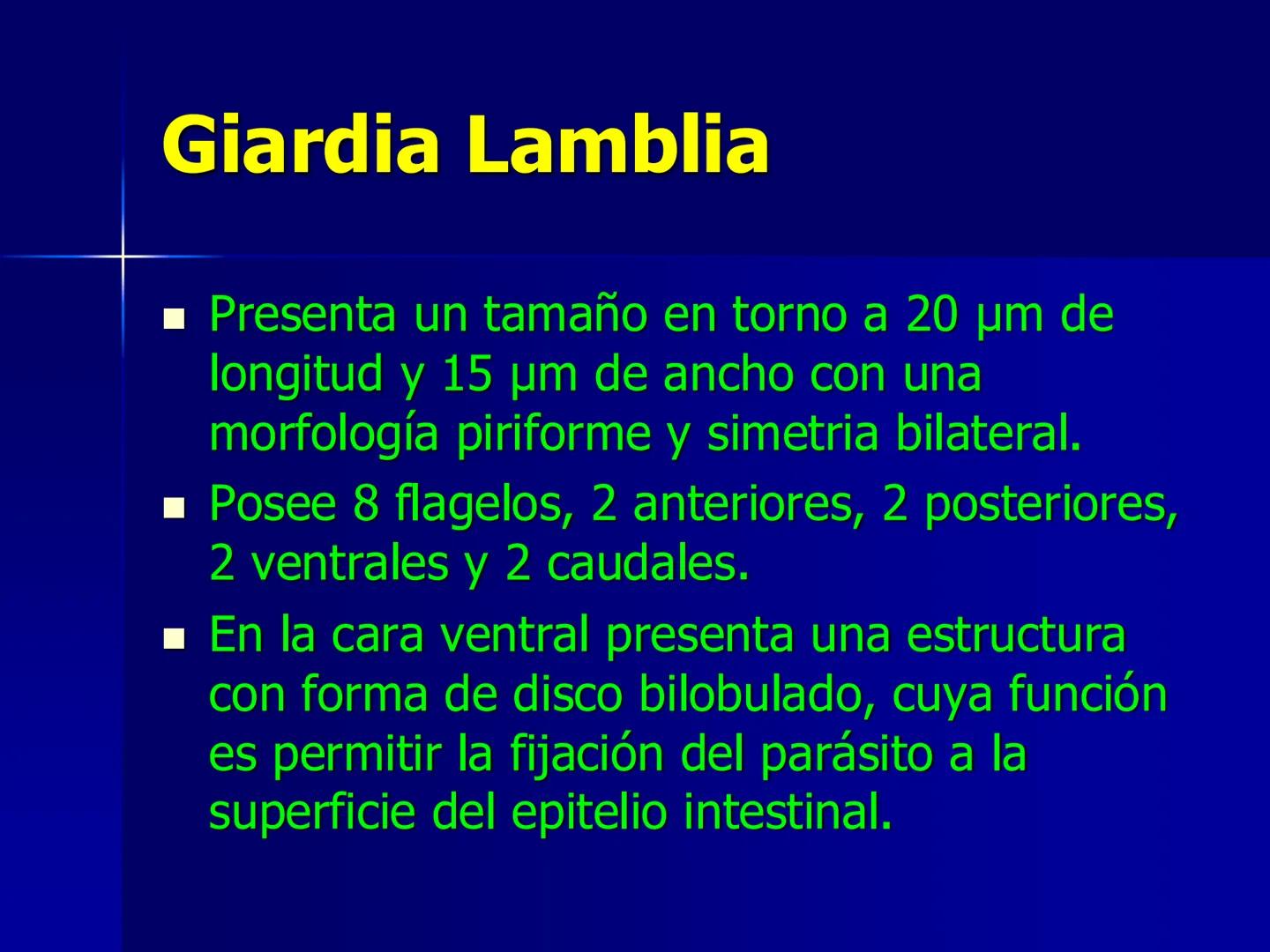 # Protozoarios
100 μm # Protozoarios
■ Son unicelulares pertenecientes al Reino Protista,
subreino Protozoa.
* Eucariotas, microscopico