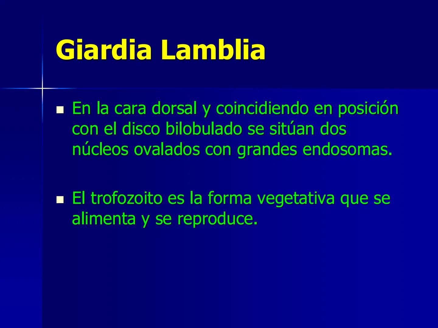 # Protozoarios
100 μm # Protozoarios
■ Son unicelulares pertenecientes al Reino Protista,
subreino Protozoa.
* Eucariotas, microscopico