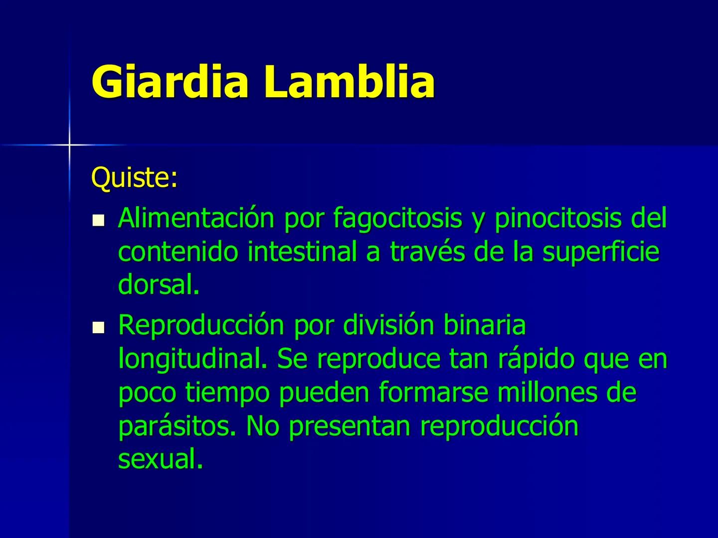 # Protozoarios
100 μm # Protozoarios
■ Son unicelulares pertenecientes al Reino Protista,
subreino Protozoa.
* Eucariotas, microscopico