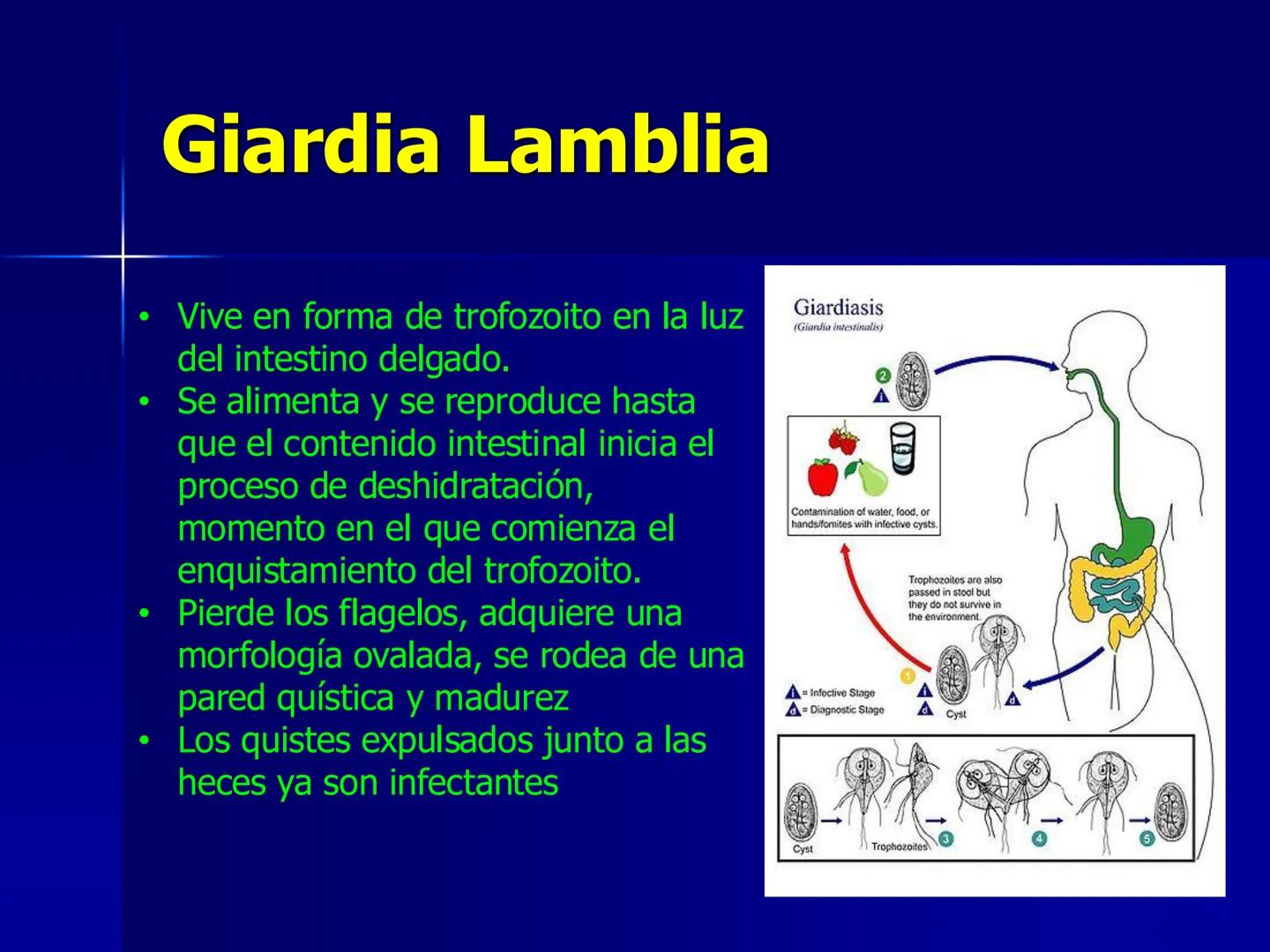 # Protozoarios
100 μm # Protozoarios
■ Son unicelulares pertenecientes al Reino Protista,
subreino Protozoa.
* Eucariotas, microscopico