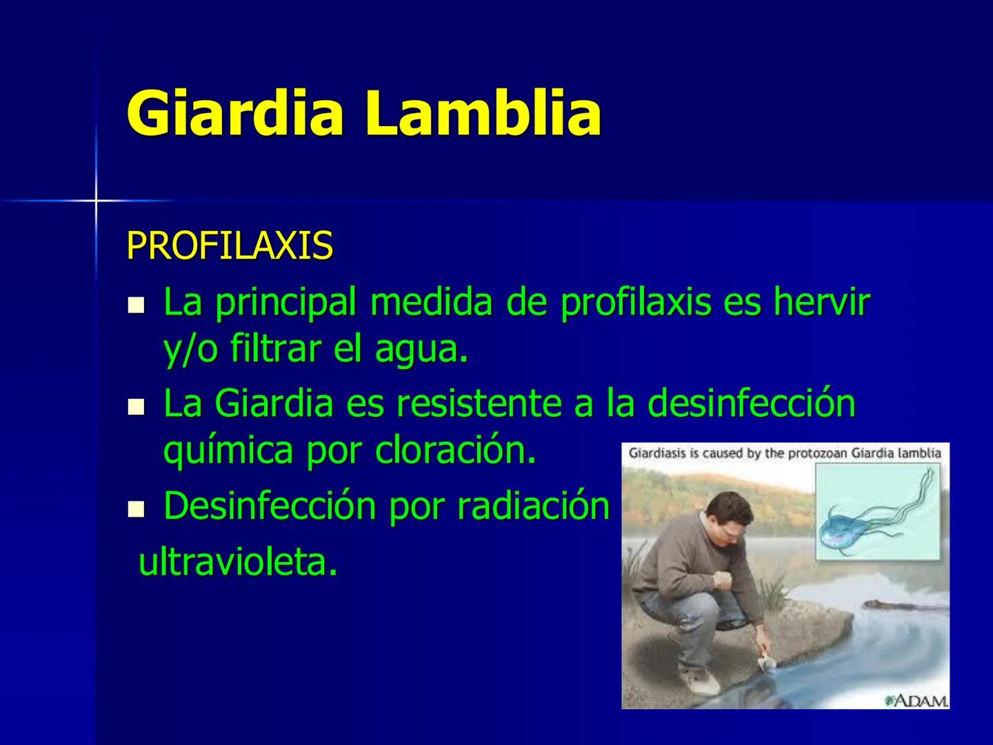 # Protozoarios
100 μm # Protozoarios
■ Son unicelulares pertenecientes al Reino Protista,
subreino Protozoa.
* Eucariotas, microscopico