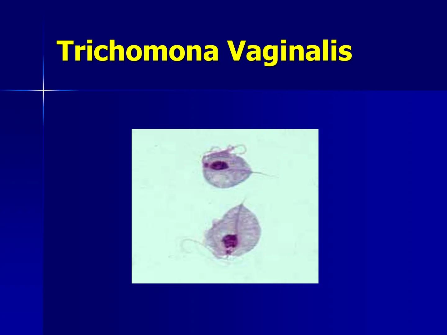 # Protozoarios
100 μm # Protozoarios
■ Son unicelulares pertenecientes al Reino Protista,
subreino Protozoa.
* Eucariotas, microscopico