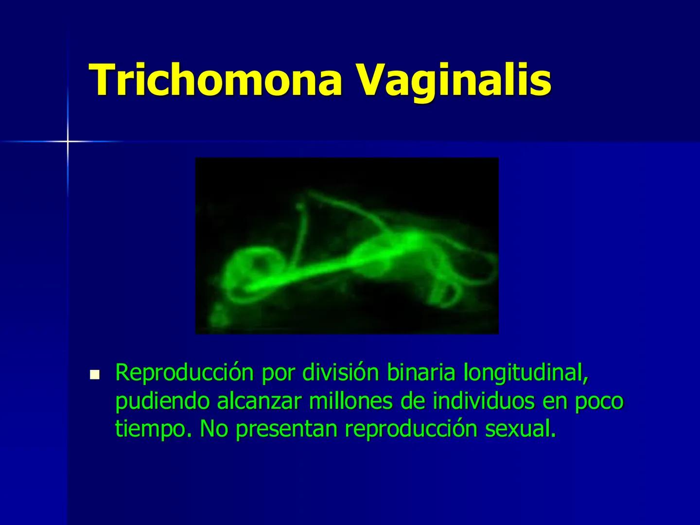 # Protozoarios
100 μm # Protozoarios
■ Son unicelulares pertenecientes al Reino Protista,
subreino Protozoa.
* Eucariotas, microscopico