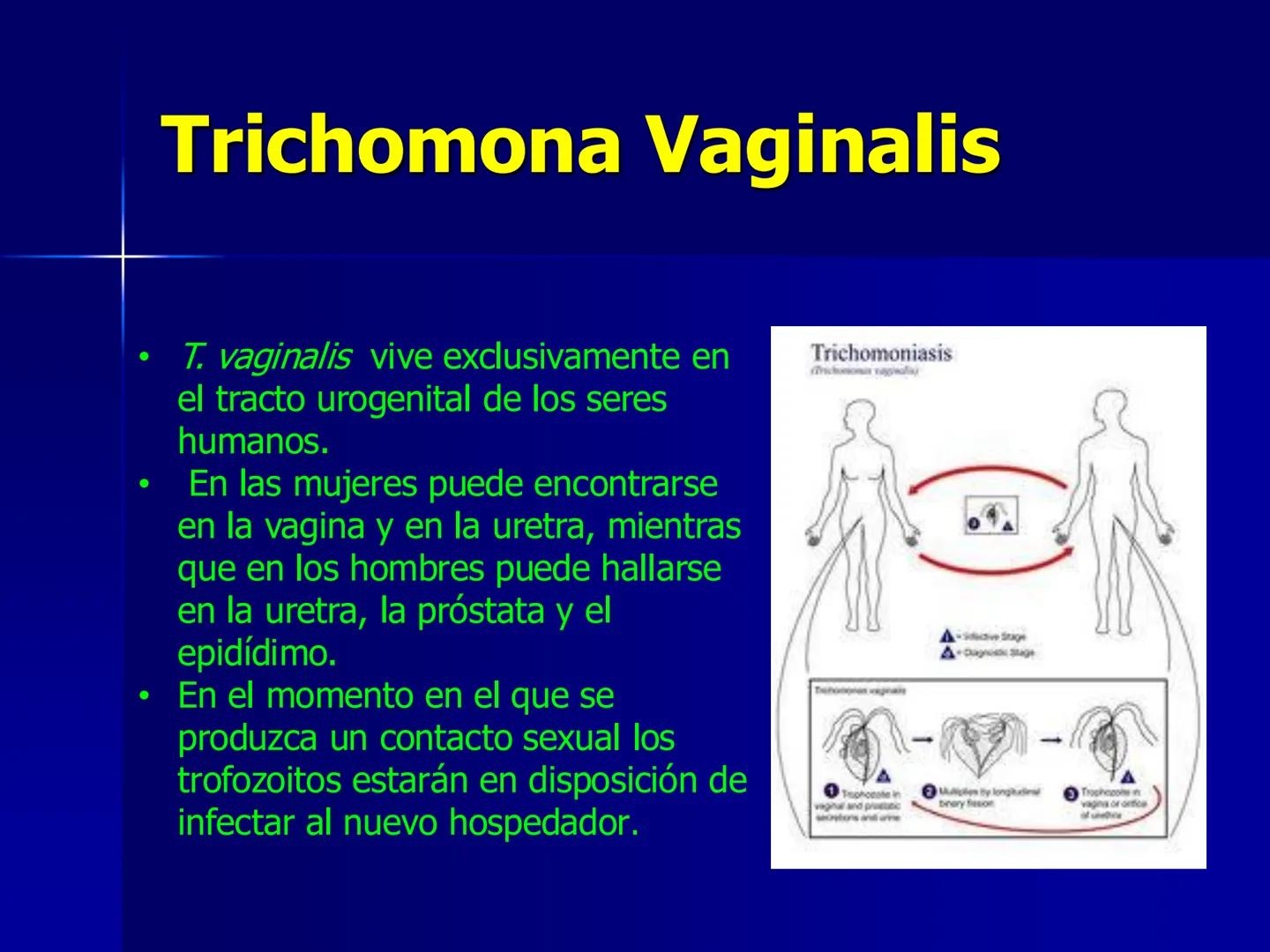 # Protozoarios
100 μm # Protozoarios
■ Son unicelulares pertenecientes al Reino Protista,
subreino Protozoa.
* Eucariotas, microscopico