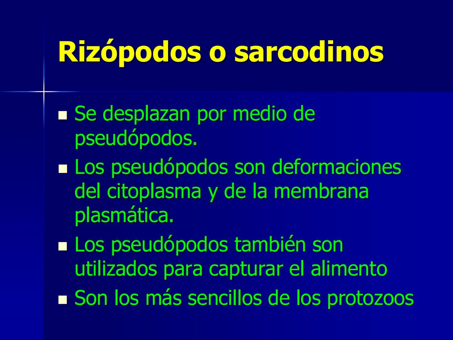 # Protozoarios
100 μm # Protozoarios
■ Son unicelulares pertenecientes al Reino Protista,
subreino Protozoa.
* Eucariotas, microscopico