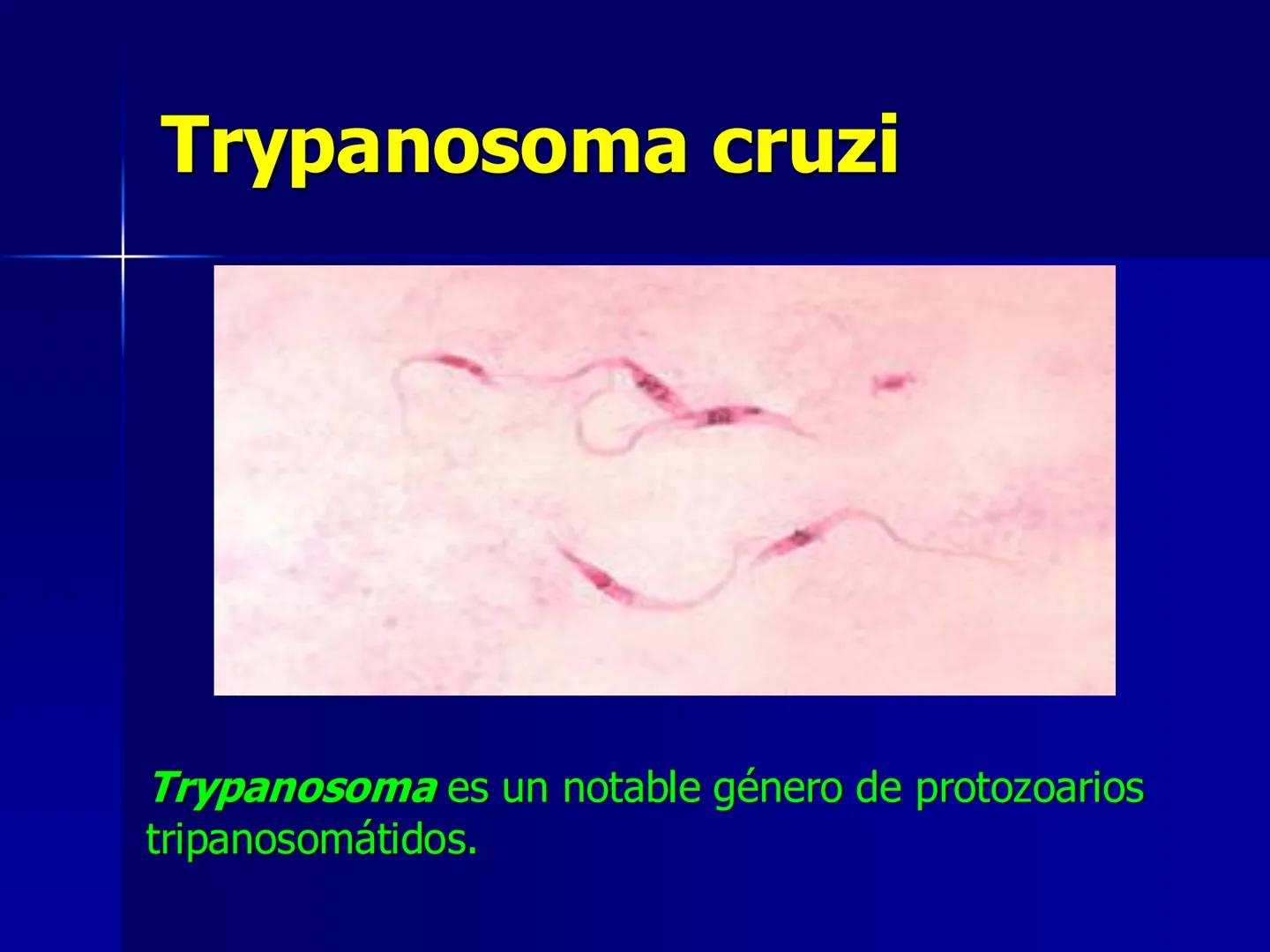 # Protozoarios
100 μm # Protozoarios
■ Son unicelulares pertenecientes al Reino Protista,
subreino Protozoa.
* Eucariotas, microscopico