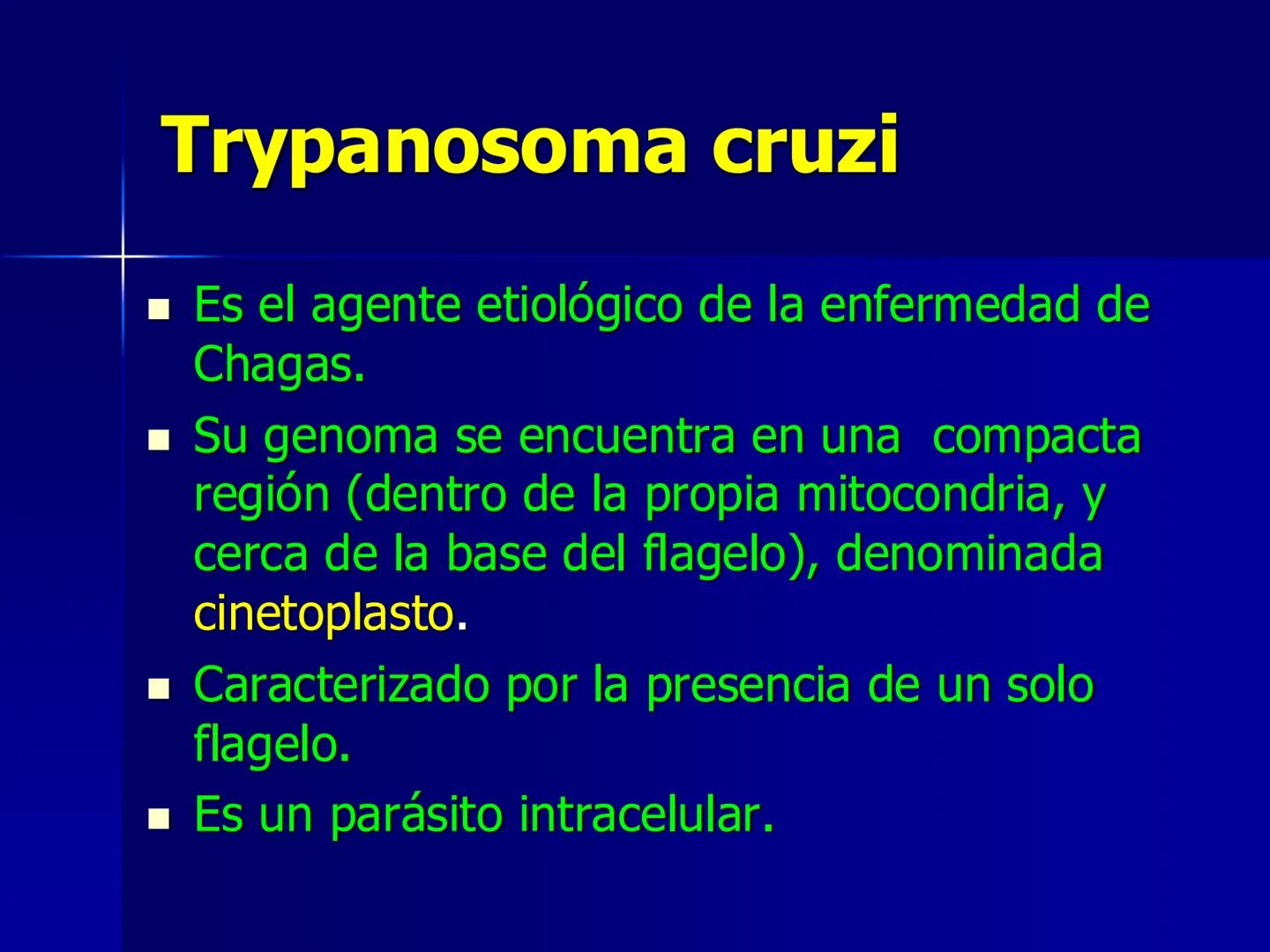 # Protozoarios
100 μm # Protozoarios
■ Son unicelulares pertenecientes al Reino Protista,
subreino Protozoa.
* Eucariotas, microscopico