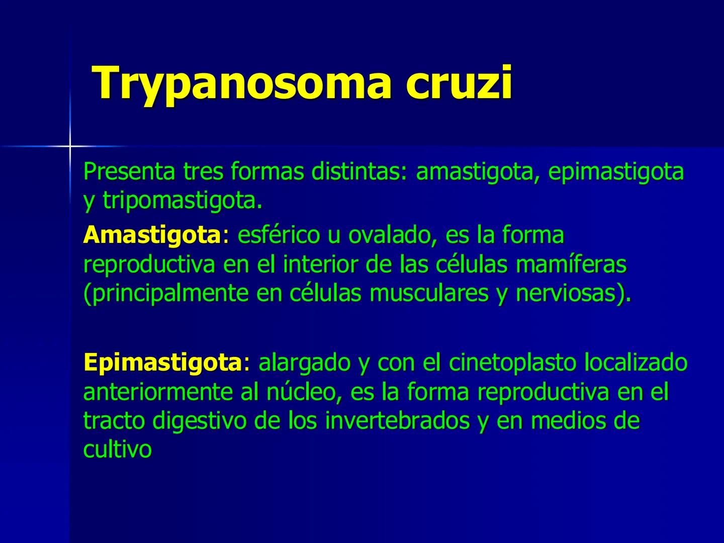 # Protozoarios
100 μm # Protozoarios
■ Son unicelulares pertenecientes al Reino Protista,
subreino Protozoa.
* Eucariotas, microscopico