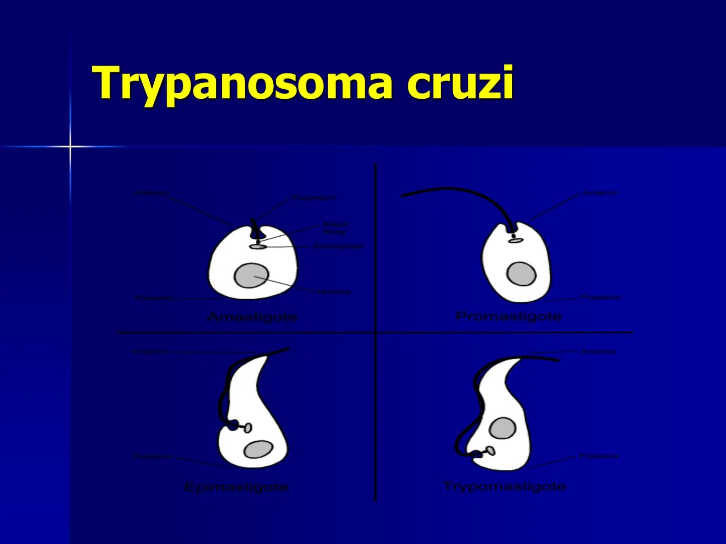 # Protozoarios
100 μm # Protozoarios
■ Son unicelulares pertenecientes al Reino Protista,
subreino Protozoa.
* Eucariotas, microscopico