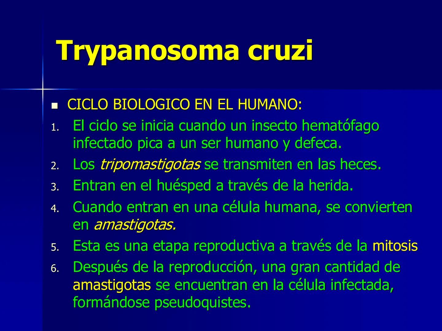 # Protozoarios
100 μm # Protozoarios
■ Son unicelulares pertenecientes al Reino Protista,
subreino Protozoa.
* Eucariotas, microscopico