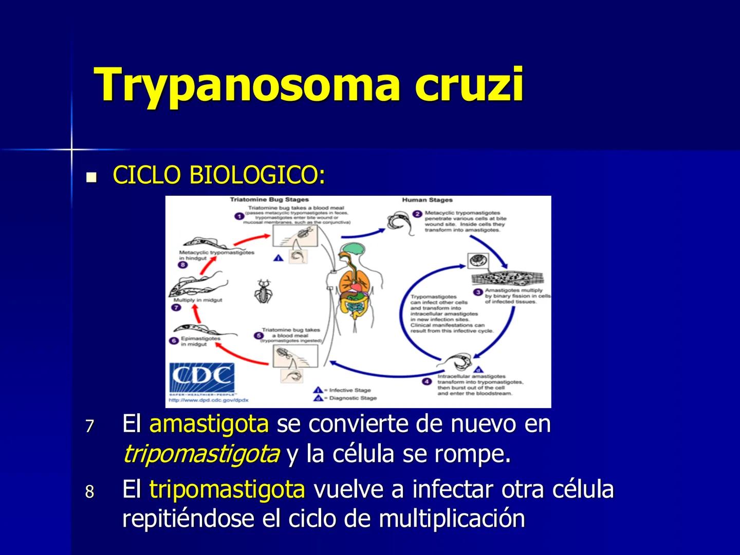 # Protozoarios
100 μm # Protozoarios
■ Son unicelulares pertenecientes al Reino Protista,
subreino Protozoa.
* Eucariotas, microscopico