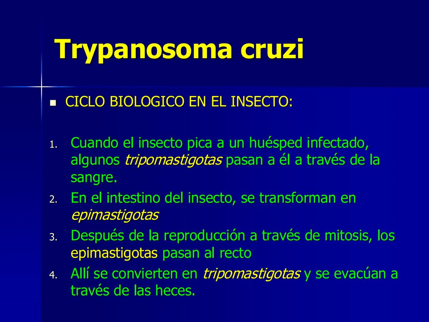 # Protozoarios
100 μm # Protozoarios
■ Son unicelulares pertenecientes al Reino Protista,
subreino Protozoa.
* Eucariotas, microscopico