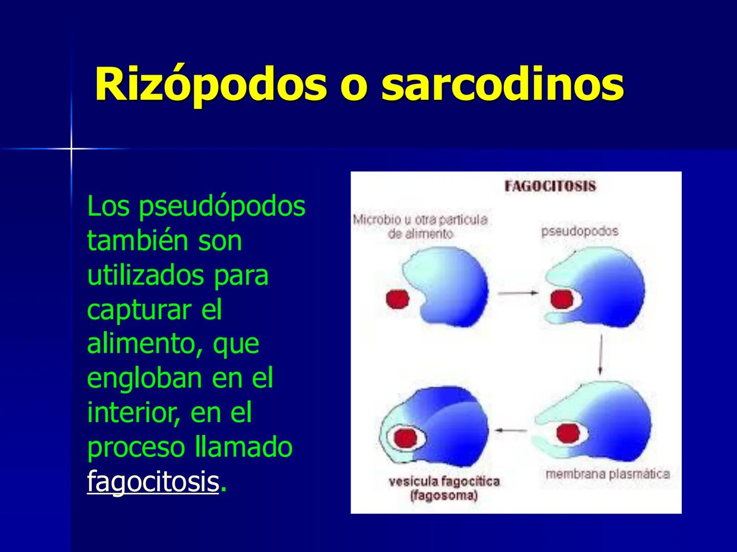 # Protozoarios
100 μm # Protozoarios
■ Son unicelulares pertenecientes al Reino Protista,
subreino Protozoa.
* Eucariotas, microscopico