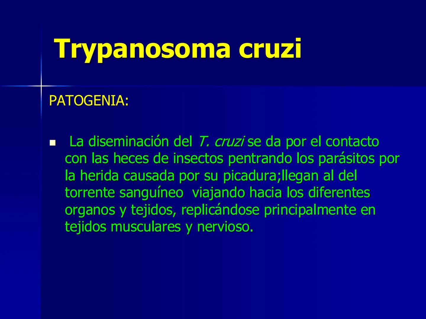 # Protozoarios
100 μm # Protozoarios
■ Son unicelulares pertenecientes al Reino Protista,
subreino Protozoa.
* Eucariotas, microscopico