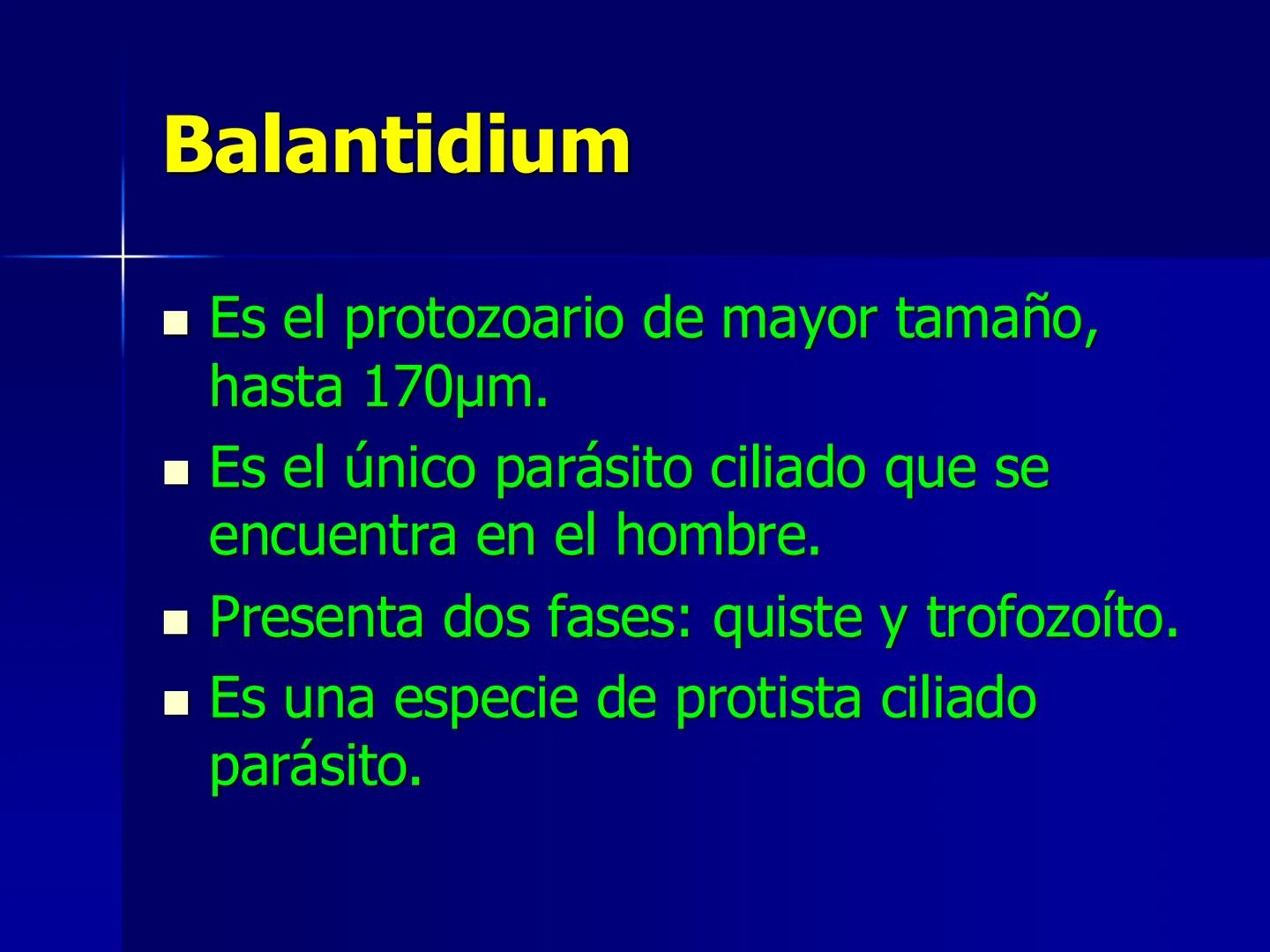 # Protozoarios
100 μm # Protozoarios
■ Son unicelulares pertenecientes al Reino Protista,
subreino Protozoa.
* Eucariotas, microscopico