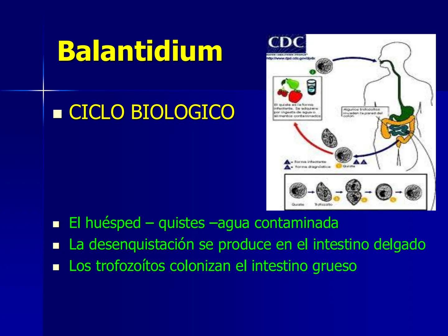 # Protozoarios
100 μm # Protozoarios
■ Son unicelulares pertenecientes al Reino Protista,
subreino Protozoa.
* Eucariotas, microscopico