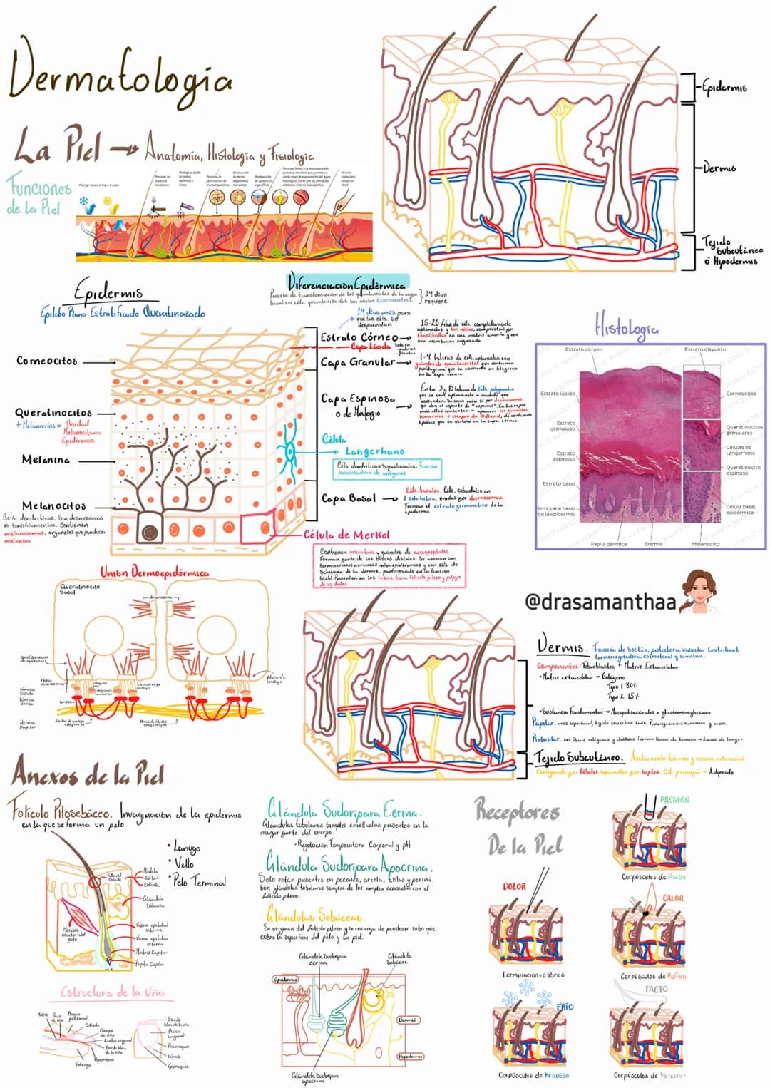 # Dermatologia
La Piel Anatomica, Histología y Frudegic
Funciones
de La Piel
00000
Epidermis
Epileko Piano Estratificado Queralınazalo