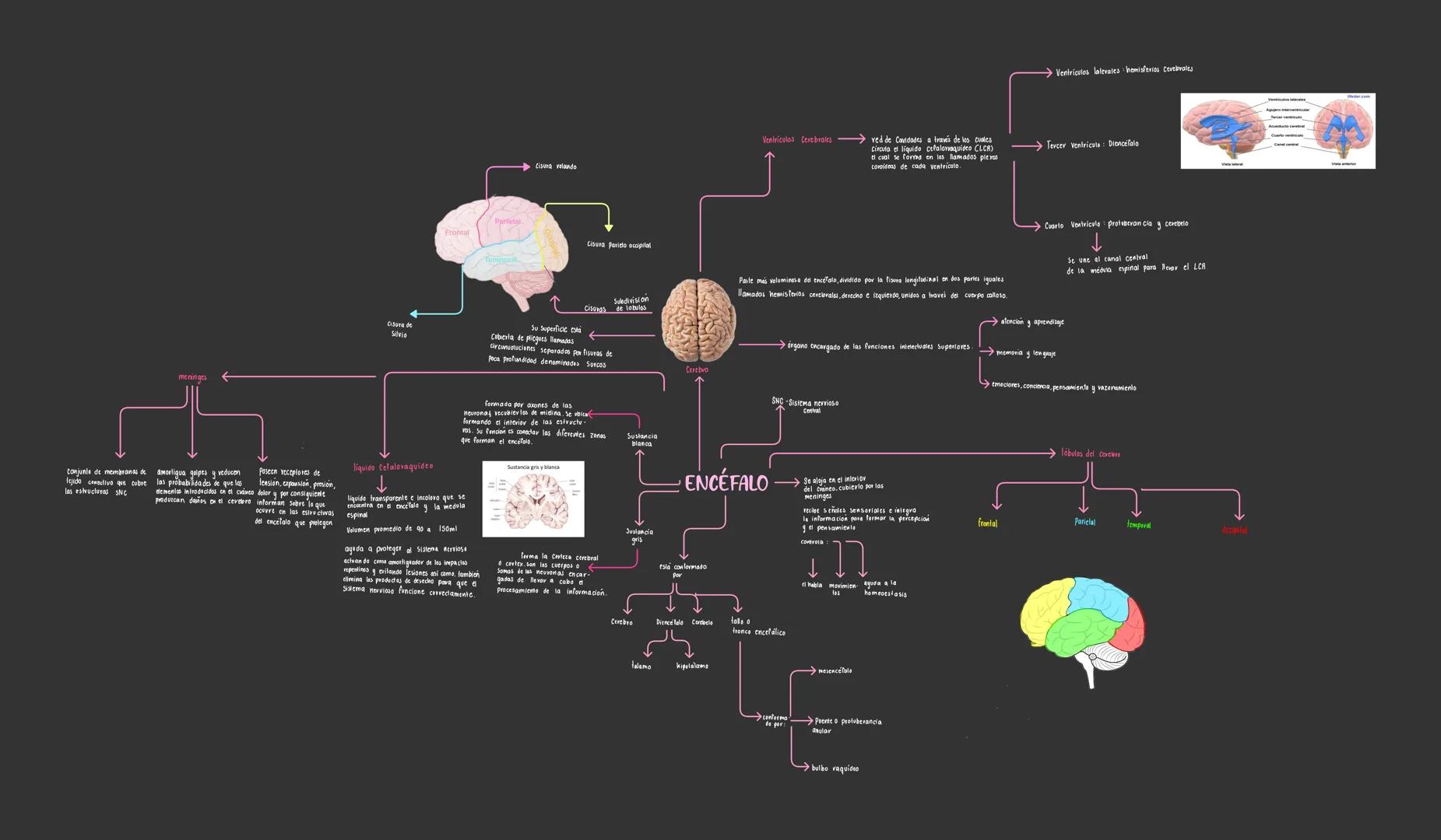 meninges
Cisura volando
Ventriculos Cerebrales
Ventriculos lalevales hemisferios Cevebrales
ved de Cavidades a través de los cuales
Circul
