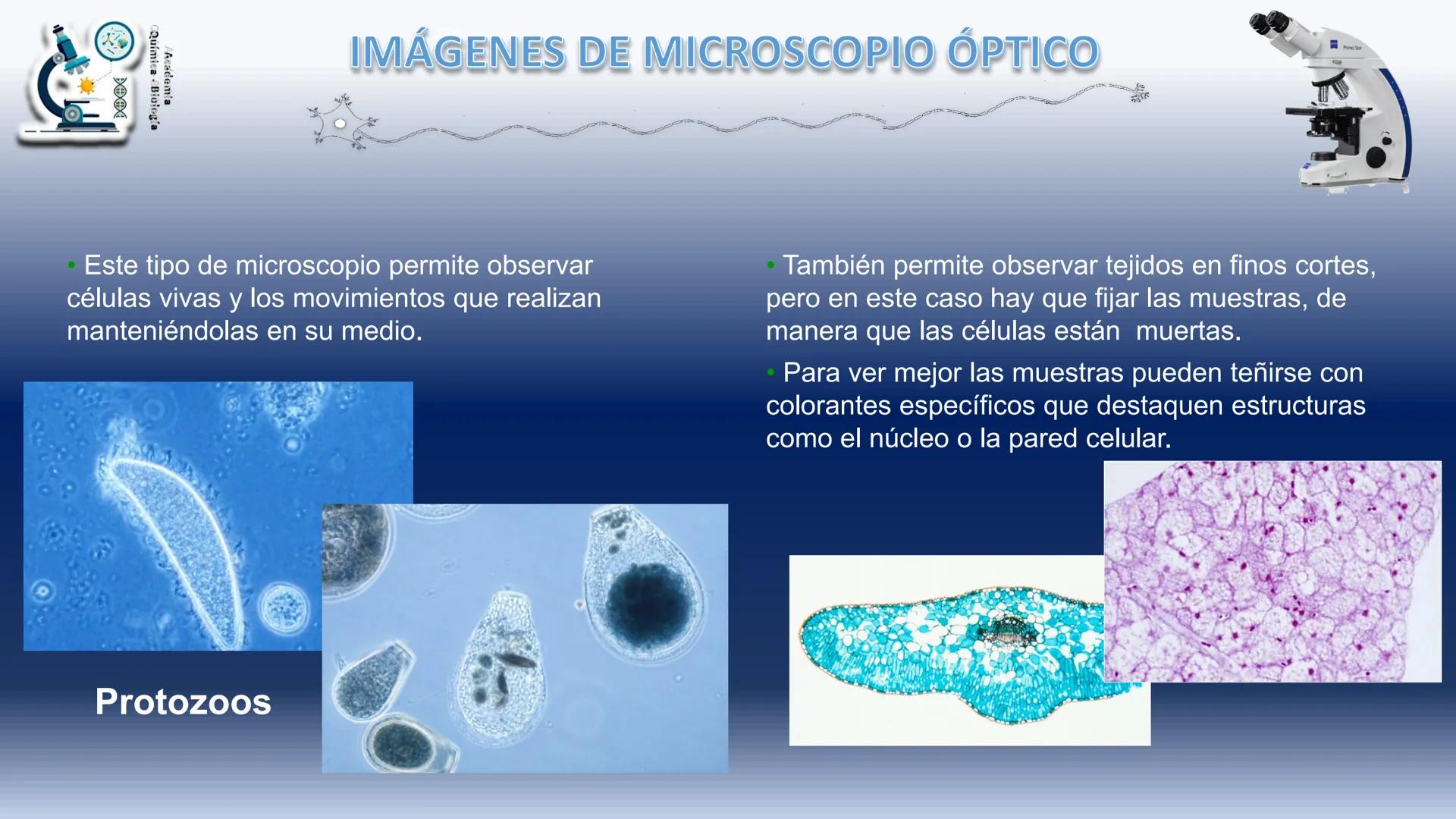 # BIOLOGÍA CELULAR
MICROSCOPÍA
Academia
Química - Biología
ZEINS
Primo Star
BIOL. VIRGINIA OJEDA CONEJO
BIOL. GERMÁN HERNÁNDEZ ROMERO #