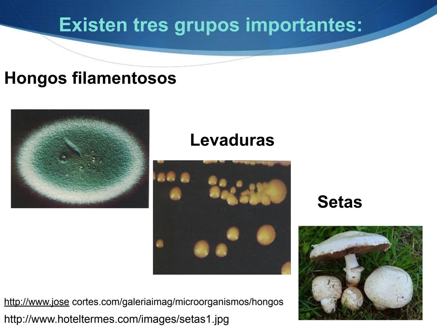 HONGOS
GENERALIDADES DE LOS HONGOS.
MORFOLOGÍA DE LOS HONGOS.
CLASIFICACIÓN DE LOS HONGOS.
NUTRICIÓN Y FISIOLOGÍA DE LOS HONGOS.
REPRODUCCIÓ