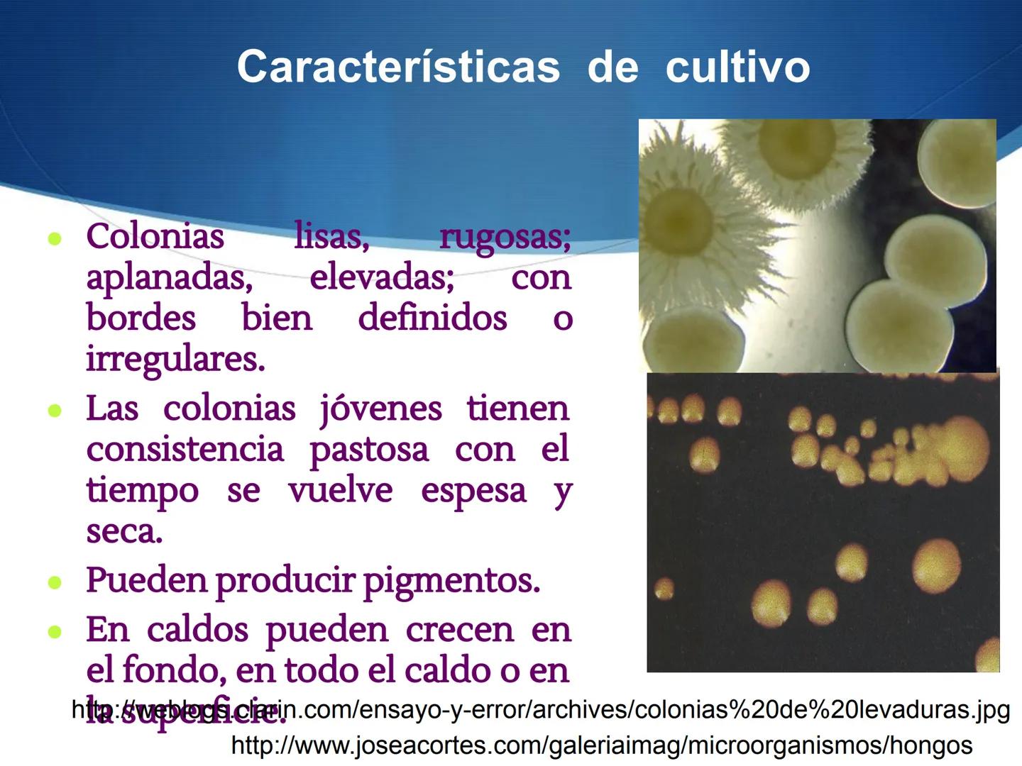 HONGOS
GENERALIDADES DE LOS HONGOS.
MORFOLOGÍA DE LOS HONGOS.
CLASIFICACIÓN DE LOS HONGOS.
NUTRICIÓN Y FISIOLOGÍA DE LOS HONGOS.
REPRODUCCIÓ