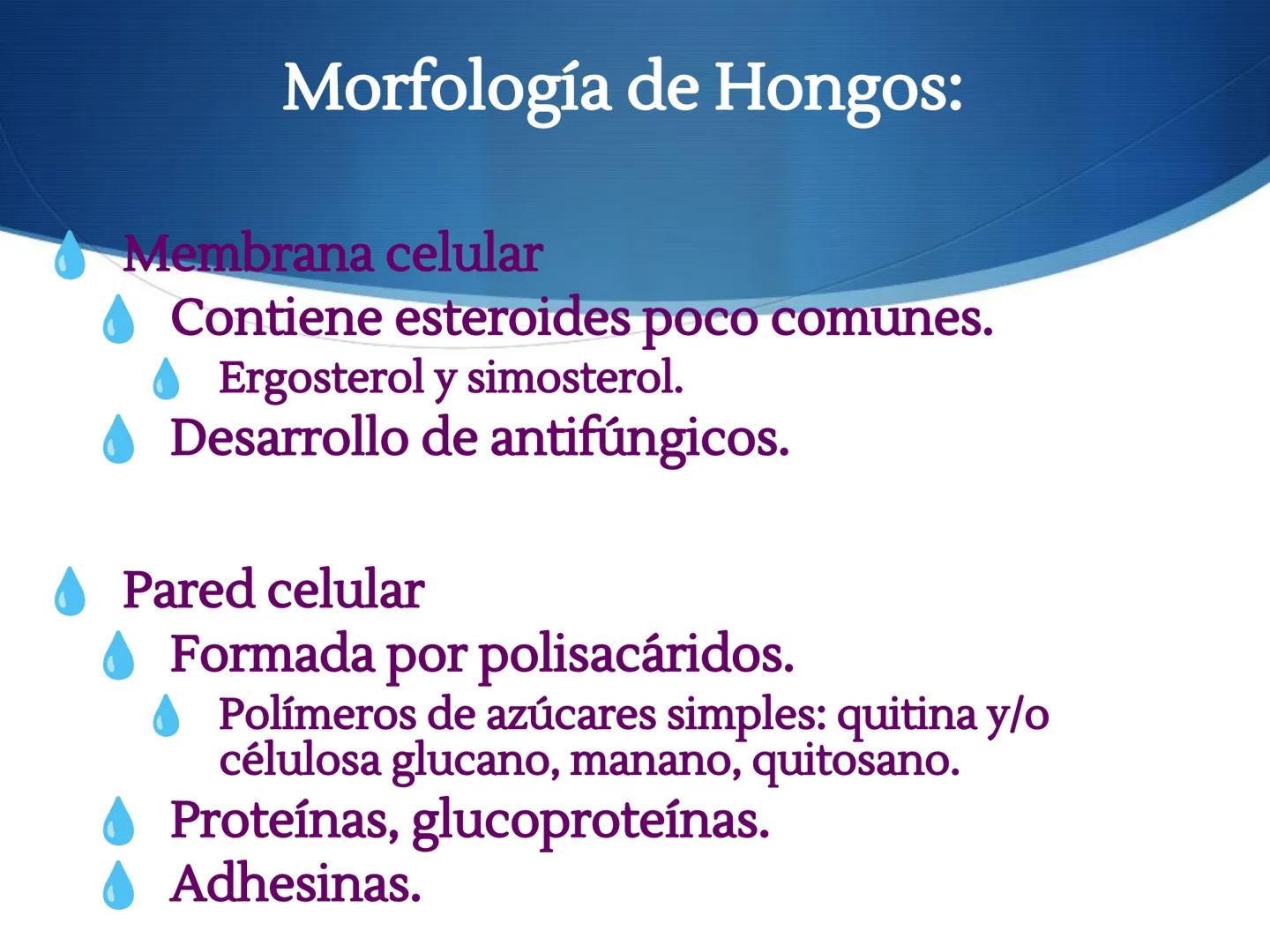 HONGOS
GENERALIDADES DE LOS HONGOS.
MORFOLOGÍA DE LOS HONGOS.
CLASIFICACIÓN DE LOS HONGOS.
NUTRICIÓN Y FISIOLOGÍA DE LOS HONGOS.
REPRODUCCIÓ