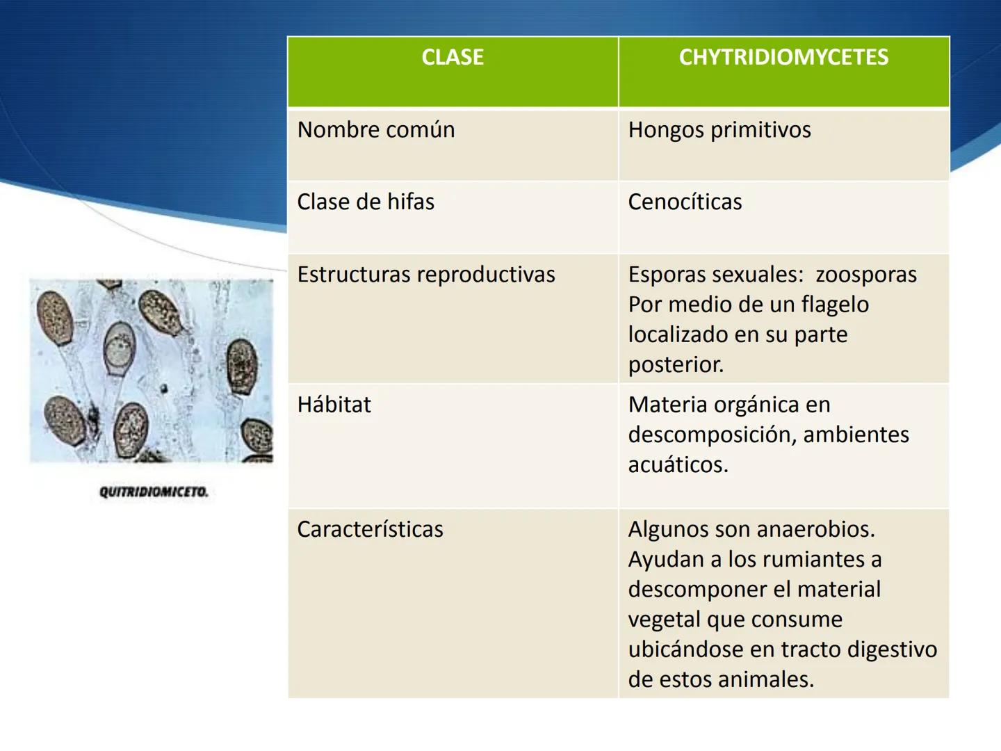 HONGOS
GENERALIDADES DE LOS HONGOS.
MORFOLOGÍA DE LOS HONGOS.
CLASIFICACIÓN DE LOS HONGOS.
NUTRICIÓN Y FISIOLOGÍA DE LOS HONGOS.
REPRODUCCIÓ
