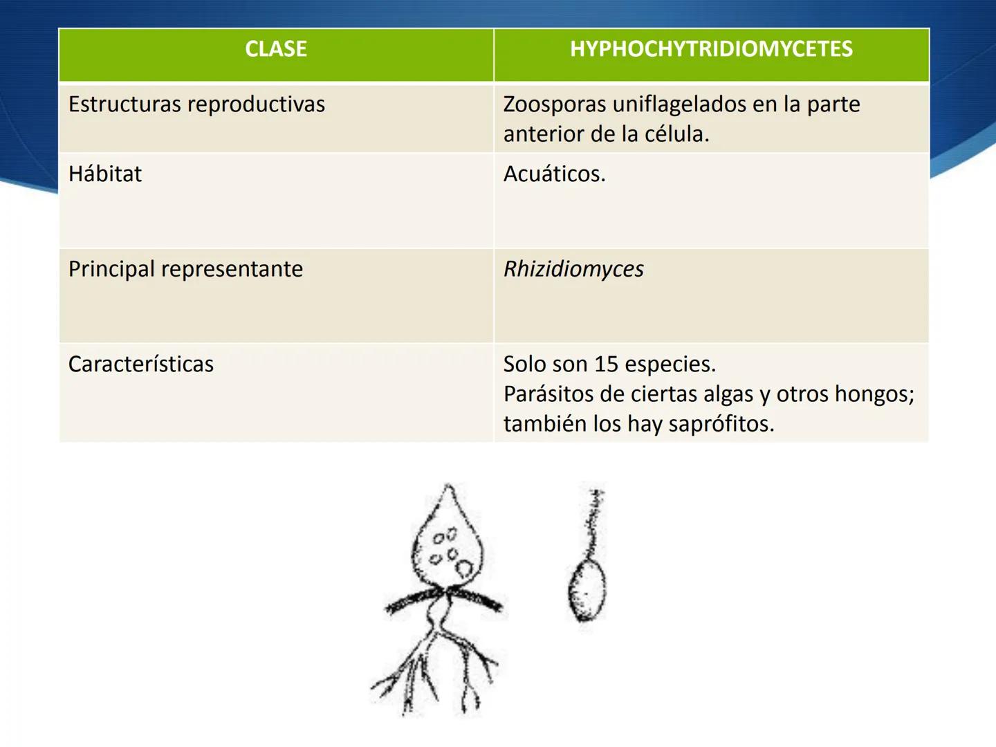 HONGOS
GENERALIDADES DE LOS HONGOS.
MORFOLOGÍA DE LOS HONGOS.
CLASIFICACIÓN DE LOS HONGOS.
NUTRICIÓN Y FISIOLOGÍA DE LOS HONGOS.
REPRODUCCIÓ