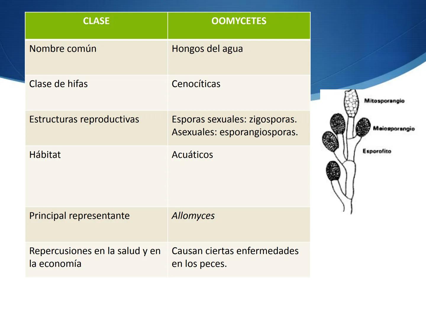 HONGOS
GENERALIDADES DE LOS HONGOS.
MORFOLOGÍA DE LOS HONGOS.
CLASIFICACIÓN DE LOS HONGOS.
NUTRICIÓN Y FISIOLOGÍA DE LOS HONGOS.
REPRODUCCIÓ