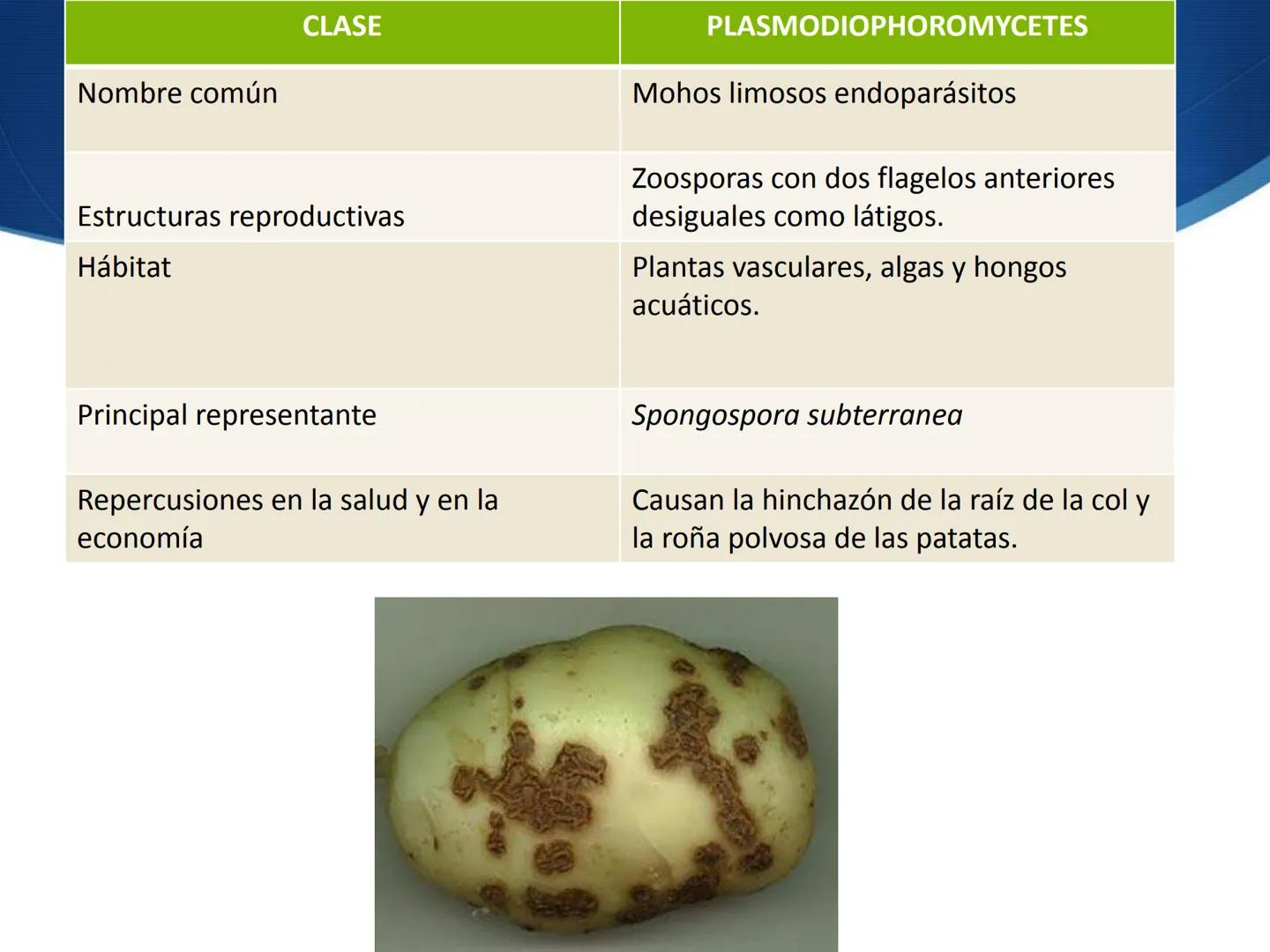 HONGOS
GENERALIDADES DE LOS HONGOS.
MORFOLOGÍA DE LOS HONGOS.
CLASIFICACIÓN DE LOS HONGOS.
NUTRICIÓN Y FISIOLOGÍA DE LOS HONGOS.
REPRODUCCIÓ