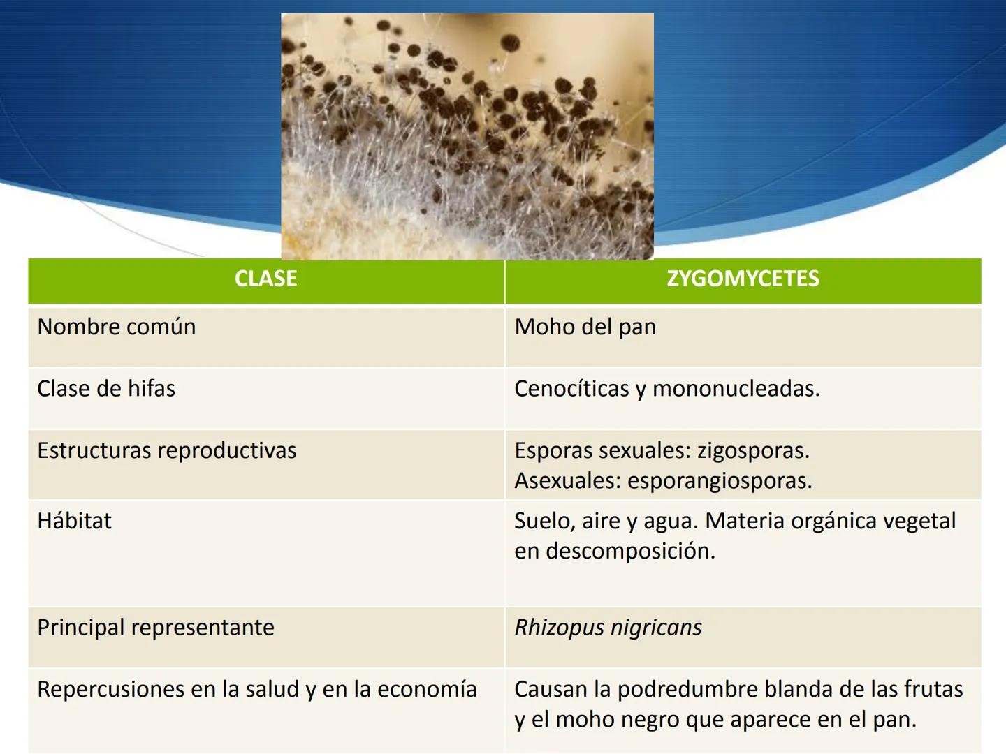 HONGOS
GENERALIDADES DE LOS HONGOS.
MORFOLOGÍA DE LOS HONGOS.
CLASIFICACIÓN DE LOS HONGOS.
NUTRICIÓN Y FISIOLOGÍA DE LOS HONGOS.
REPRODUCCIÓ