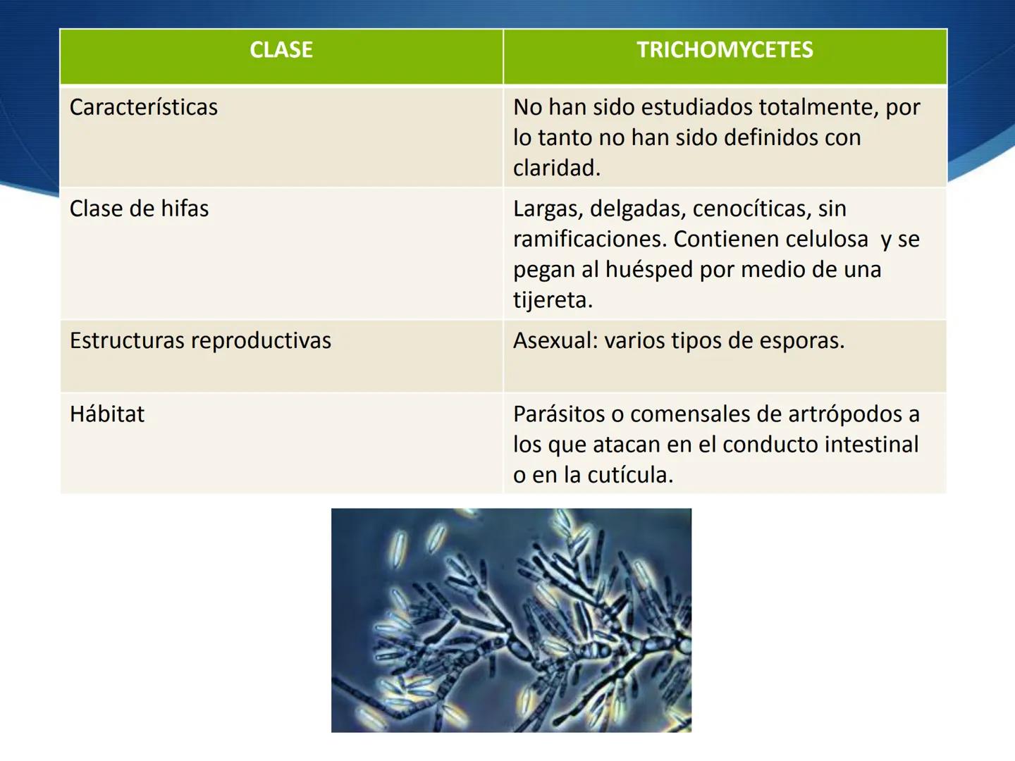 HONGOS
GENERALIDADES DE LOS HONGOS.
MORFOLOGÍA DE LOS HONGOS.
CLASIFICACIÓN DE LOS HONGOS.
NUTRICIÓN Y FISIOLOGÍA DE LOS HONGOS.
REPRODUCCIÓ