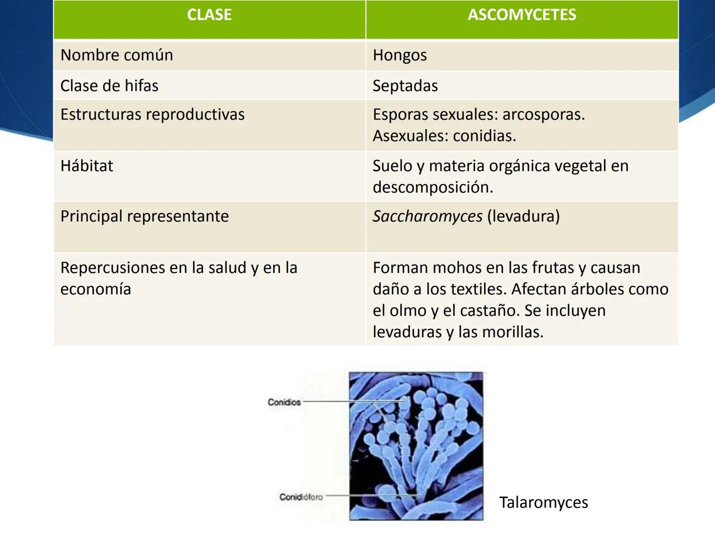 HONGOS
GENERALIDADES DE LOS HONGOS.
MORFOLOGÍA DE LOS HONGOS.
CLASIFICACIÓN DE LOS HONGOS.
NUTRICIÓN Y FISIOLOGÍA DE LOS HONGOS.
REPRODUCCIÓ