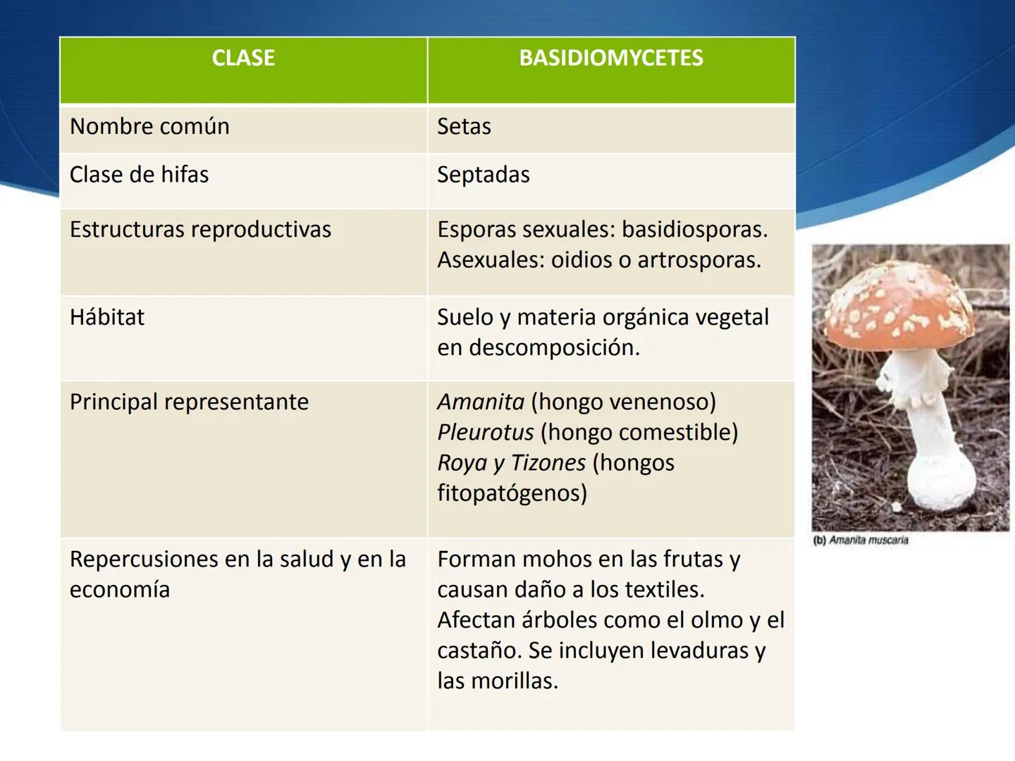 HONGOS
GENERALIDADES DE LOS HONGOS.
MORFOLOGÍA DE LOS HONGOS.
CLASIFICACIÓN DE LOS HONGOS.
NUTRICIÓN Y FISIOLOGÍA DE LOS HONGOS.
REPRODUCCIÓ