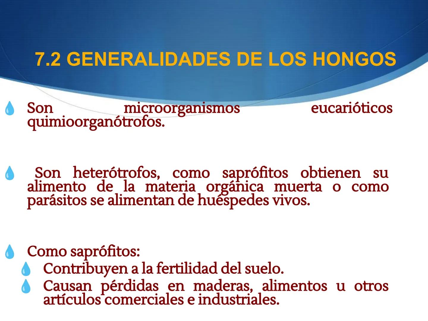 HONGOS
GENERALIDADES DE LOS HONGOS.
MORFOLOGÍA DE LOS HONGOS.
CLASIFICACIÓN DE LOS HONGOS.
NUTRICIÓN Y FISIOLOGÍA DE LOS HONGOS.
REPRODUCCIÓ