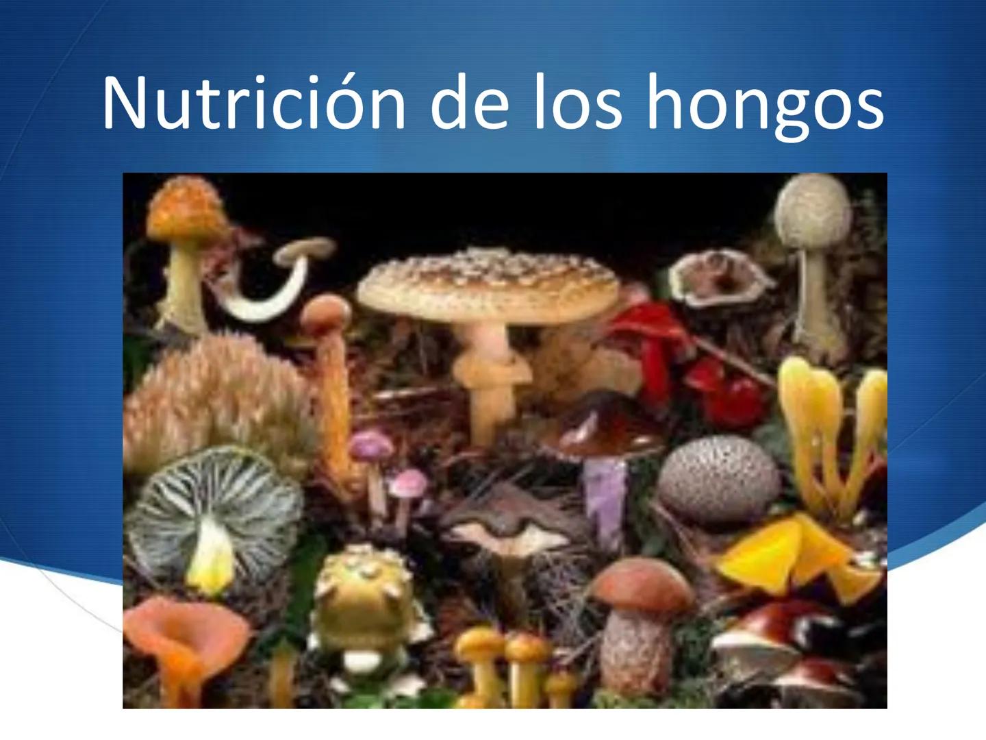 HONGOS
GENERALIDADES DE LOS HONGOS.
MORFOLOGÍA DE LOS HONGOS.
CLASIFICACIÓN DE LOS HONGOS.
NUTRICIÓN Y FISIOLOGÍA DE LOS HONGOS.
REPRODUCCIÓ