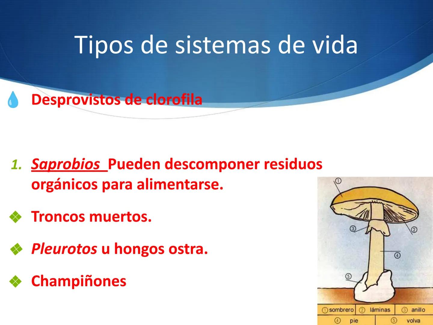 HONGOS
GENERALIDADES DE LOS HONGOS.
MORFOLOGÍA DE LOS HONGOS.
CLASIFICACIÓN DE LOS HONGOS.
NUTRICIÓN Y FISIOLOGÍA DE LOS HONGOS.
REPRODUCCIÓ